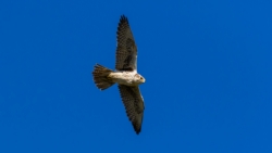 Prairie Falcon (Falco mexicanus)